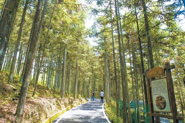 福建周寧縣黃振芳家庭林場(chǎng)。（圖源：央視新聞）